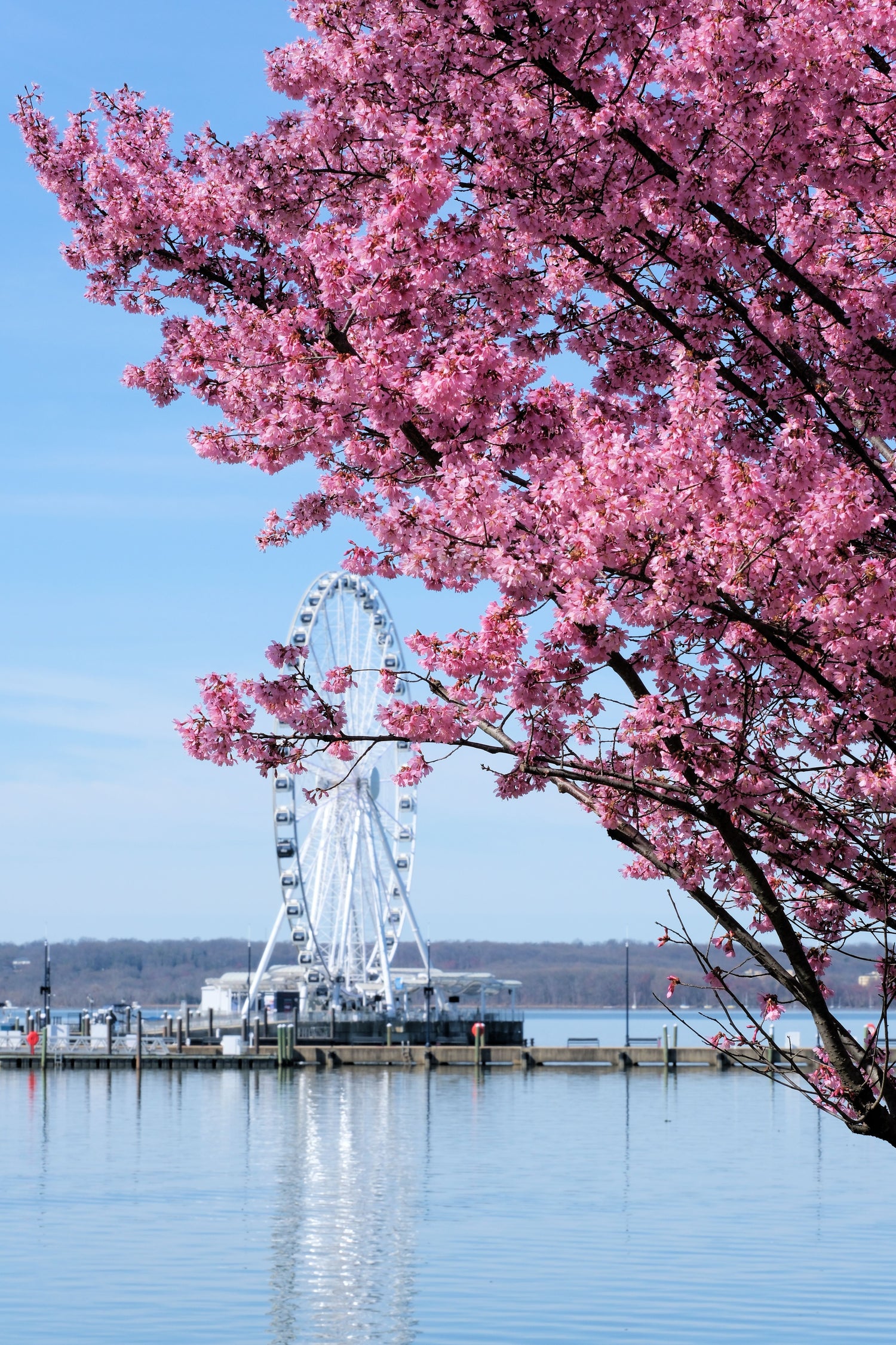 A scenic view of a large white Ferris wheel on a waterfront, framed by dense pink flowering tree branches in the foreground against a clear blue sky.